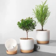 Succulent Plant Pot Double-layer Succulent Green Dill Round Double Layer Small Green Plant