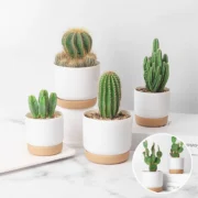 Succulent Plant Pot Double-layer Succulent Green Dill Round Double Layer Small Green Plant - Image 6