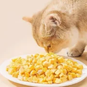 Freeze-dried Egg Yolks Cat Dog Snack 100g/200gsupplement - Image 5